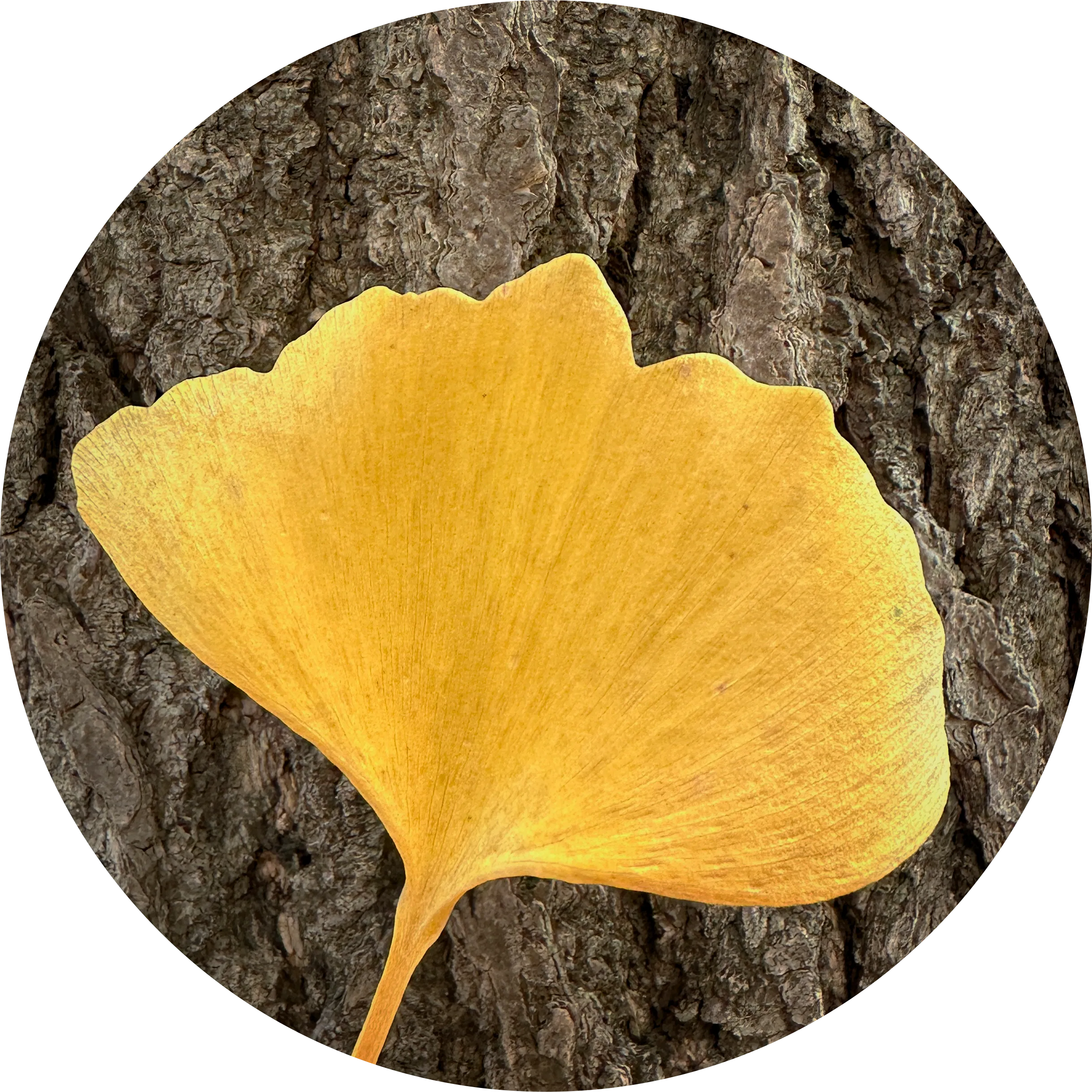 Autumn in Korea, Tree Leaves Senescence NFT Collection